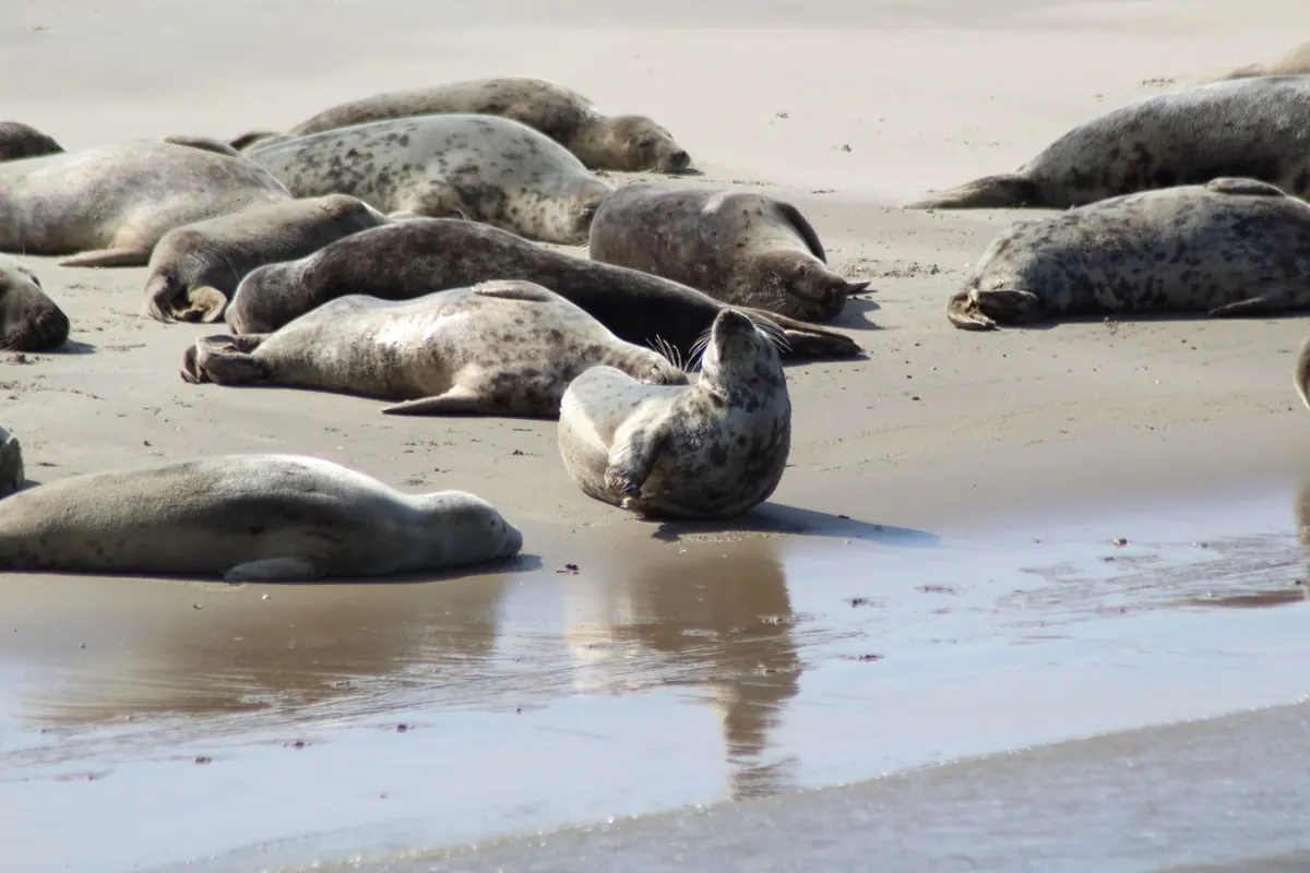 Common Mistakes to Avoid When Seal Watching on the North Norfolk Coast